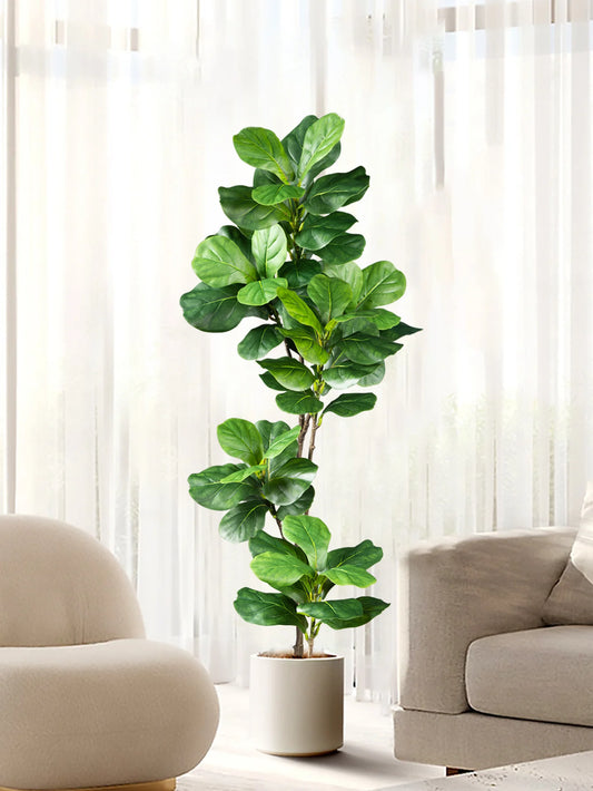 DecoFicus® – A Sophisticated Touch for Your Space.