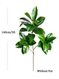 DecoFicus® – A Sophisticated Touch for Your Space.